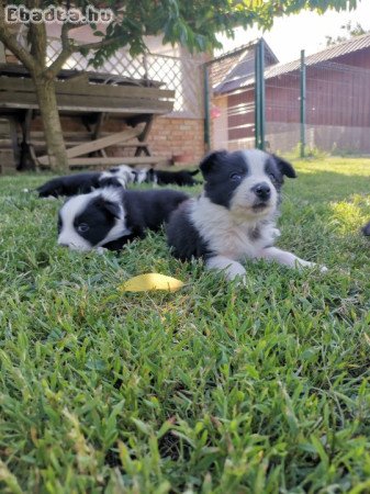 Border collie kiskutyák eladók