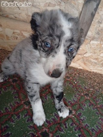 Gazdit kereső mudi kölykök