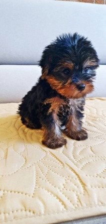 yorkshire terrier