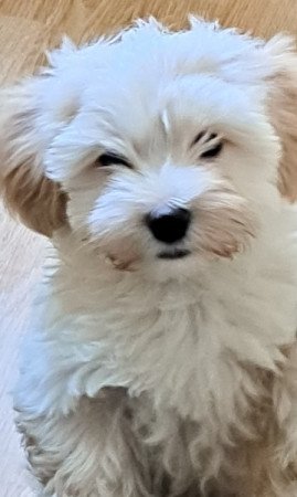 Havanese
