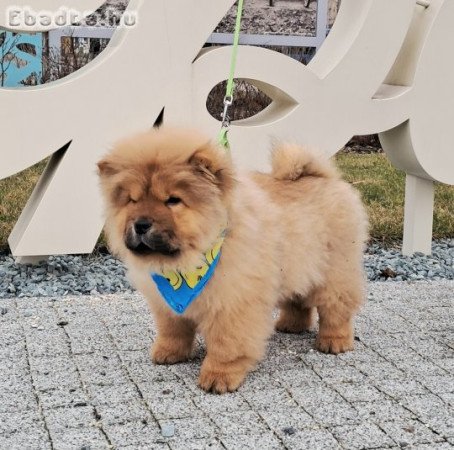 csau csau vörös babák