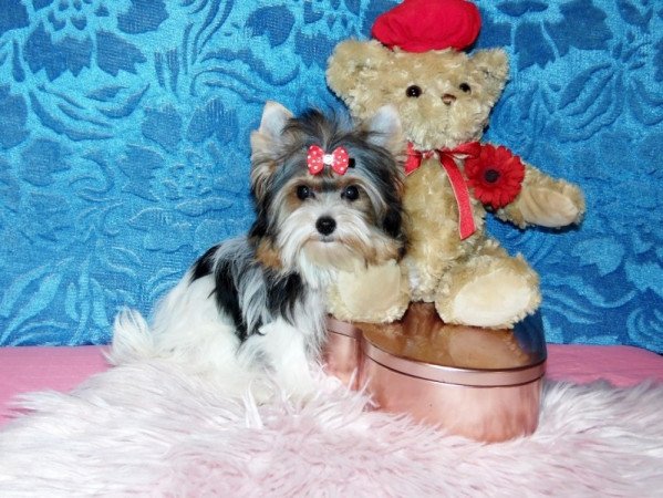 Biewer Yorkshire Terrier Yorki