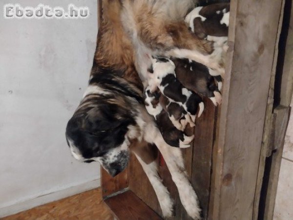 Eladó Moszkvai őr kiskutya