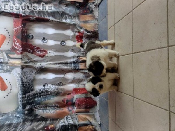 Eladó Moszkvai őr kiskutya