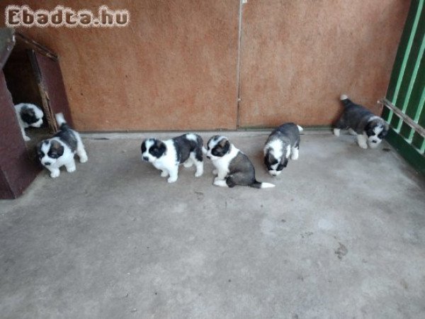 Eladó Moszkvai őr kiskutya