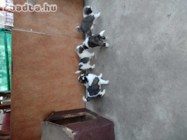 Eladó Moszkvai őr kiskutya