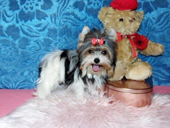Biewer Yorkshire Terrier Yorki