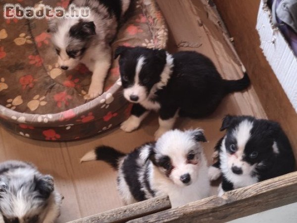 Border collie kiskutyák eladók!