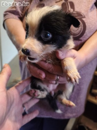 Border collie kiskutyák eladók!