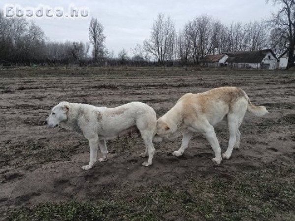 Kilenc hetes közép-ázsiai kölykök, törzskönyv!