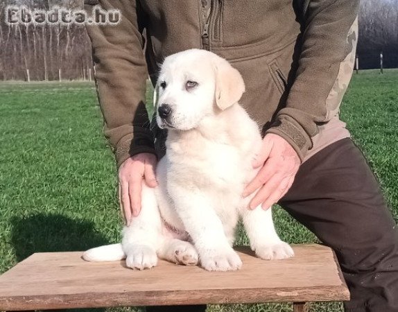Kilenc hetes közép-ázsiai kölykök, törzskönyv!