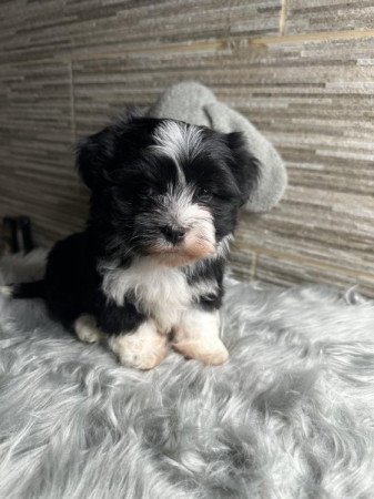 Bichon Havanese