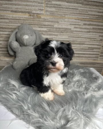 Bichon Havanese