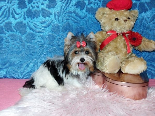Biewer Yorkshire Terrier Yorki