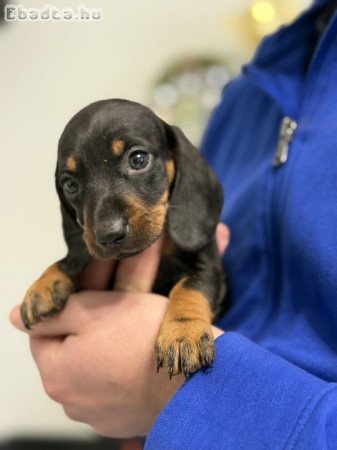 Fekete-cser Tacskók