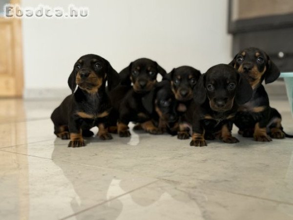 Fekete-cser Tacskók