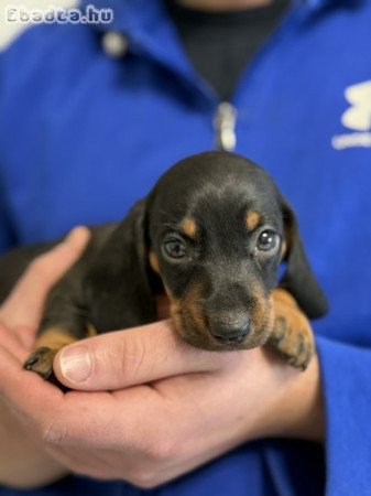 Fekete-cser Tacskók