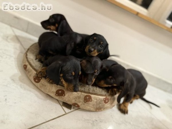 Fekete-cser Tacskók