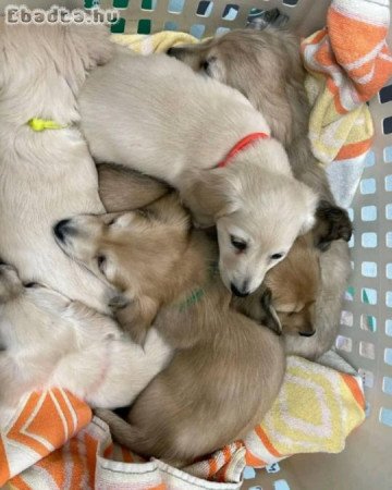 English Cream Long Hair Dachshund