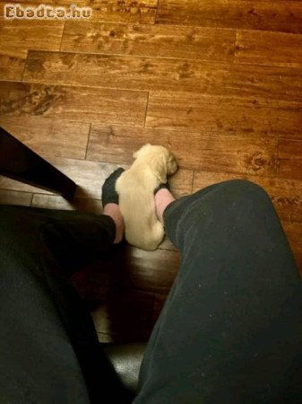 English Cream Long Hair Dachshund