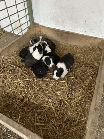 Közép-ázsiai juhász