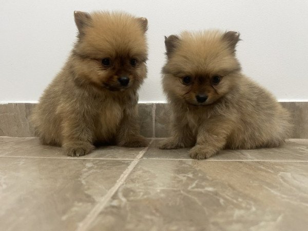 Pomerániai Törpe Spitz