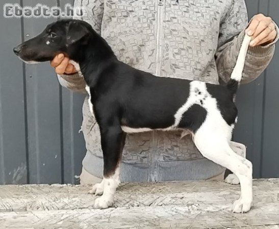 Törzskönyvezett foxterrier kan kölyök
