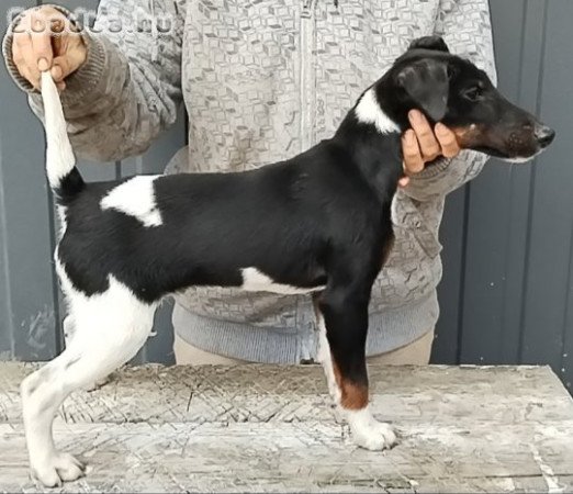 Törzskönyvezett foxterrier kan kölyök