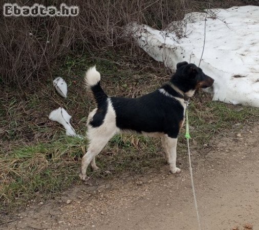 Foxterrier kan, igény esetén törzskönyvvel