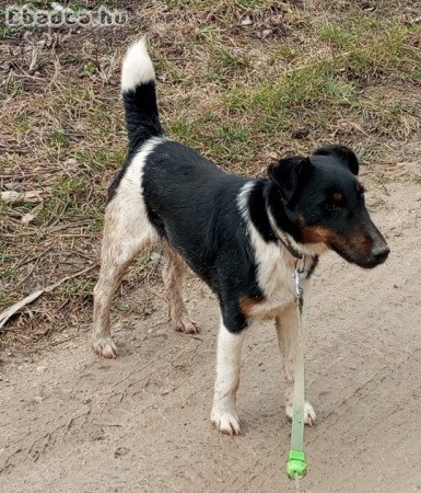 Foxterrier kan, igény esetén törzskönyvvel