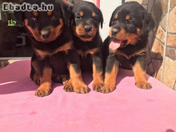 Szép rottweiler kölykök