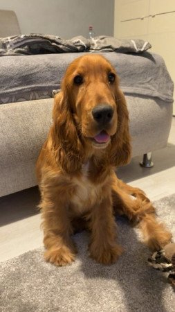 Angol cocker spániel