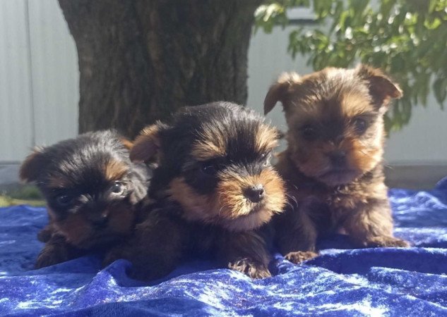 Yorkshire terrier