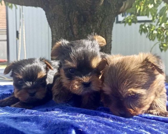 Yorkshire terrier