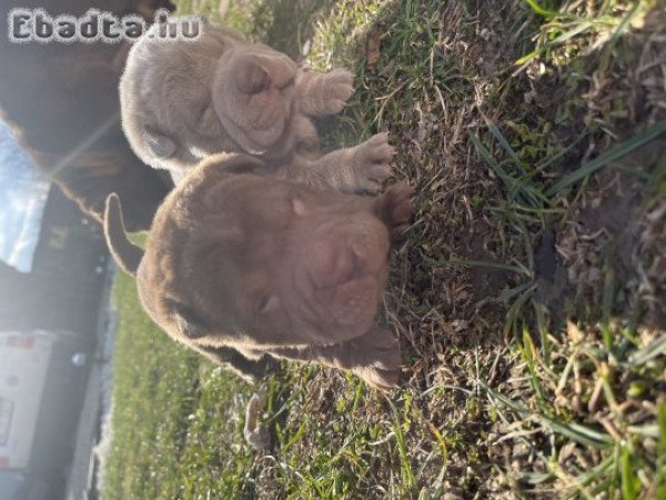 Shar-pei kiskutyák költöznének