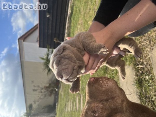 Shar-pei kiskutyák költöznének