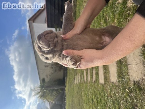 Shar-pei kiskutyák költöznének