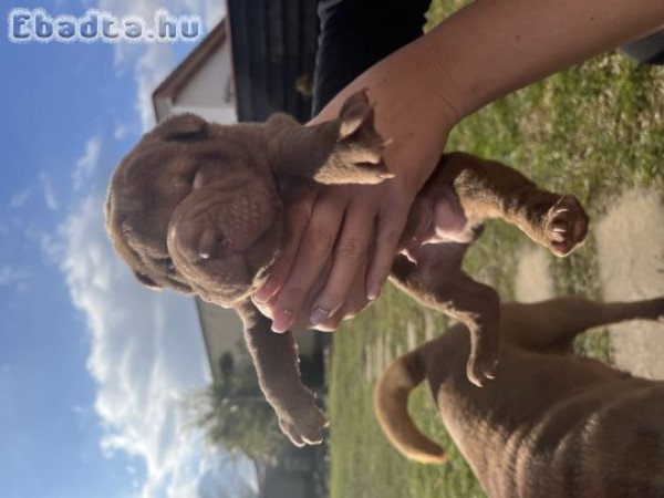 Shar-pei kiskutyák költöznének
