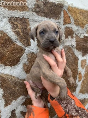 Cane corso kiskutyák