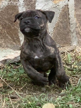 Cane corso kiskutyák