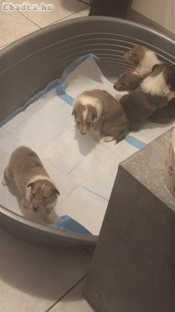 Skót juhász kistutyák