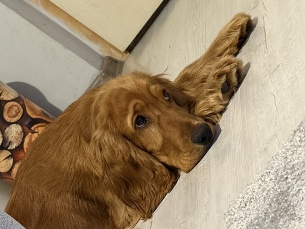 Angol cocker spániel