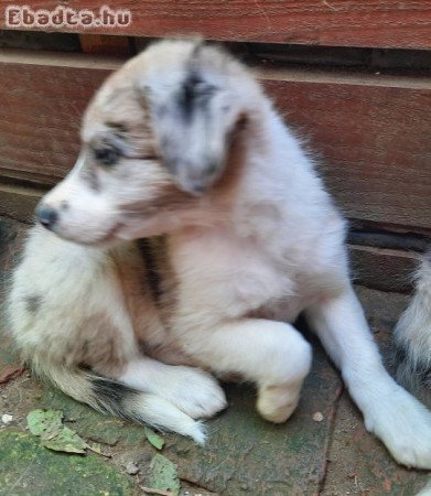 Merle Border Collie