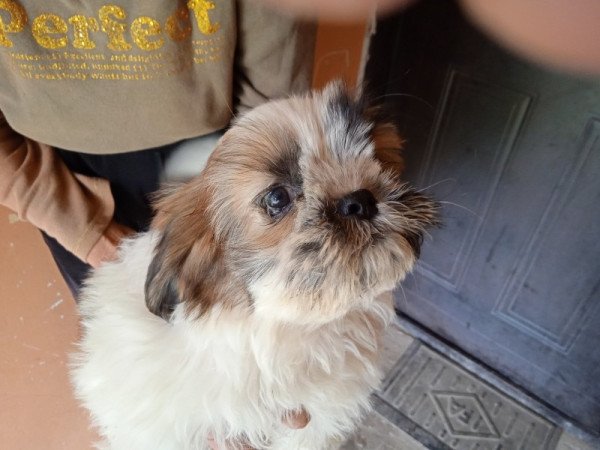 shi tzu