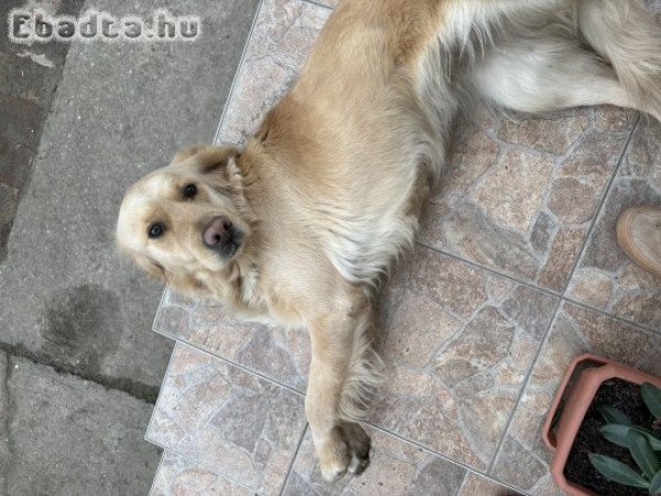 Golden Retriver eladó