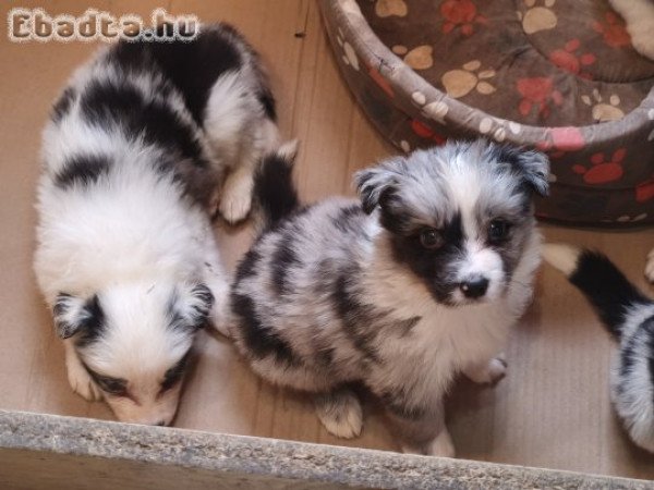 Border collie kiskutyák eladók!