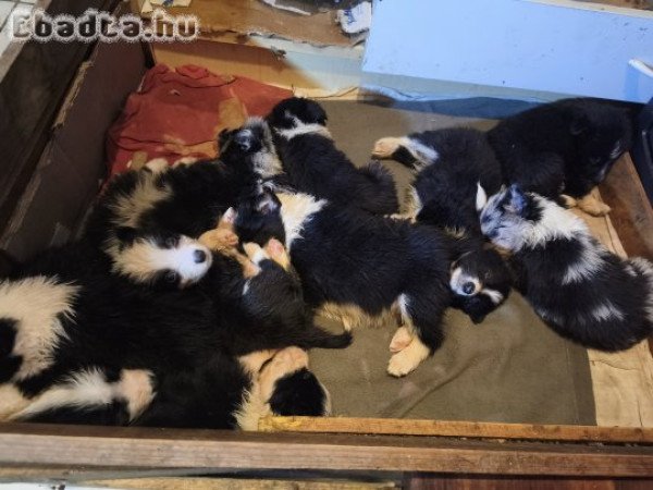 Border collie kiskutyák eladók!