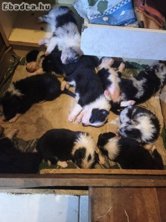 Border collie kiskutyák eladók!