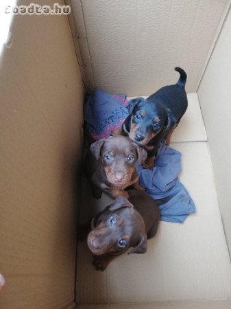 Jagd terrier  kiskutyák eladó.