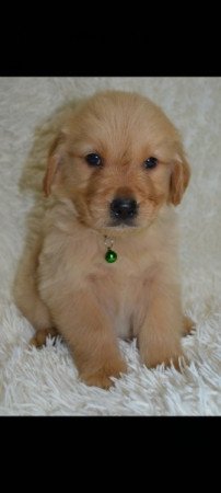 Golden Retriever